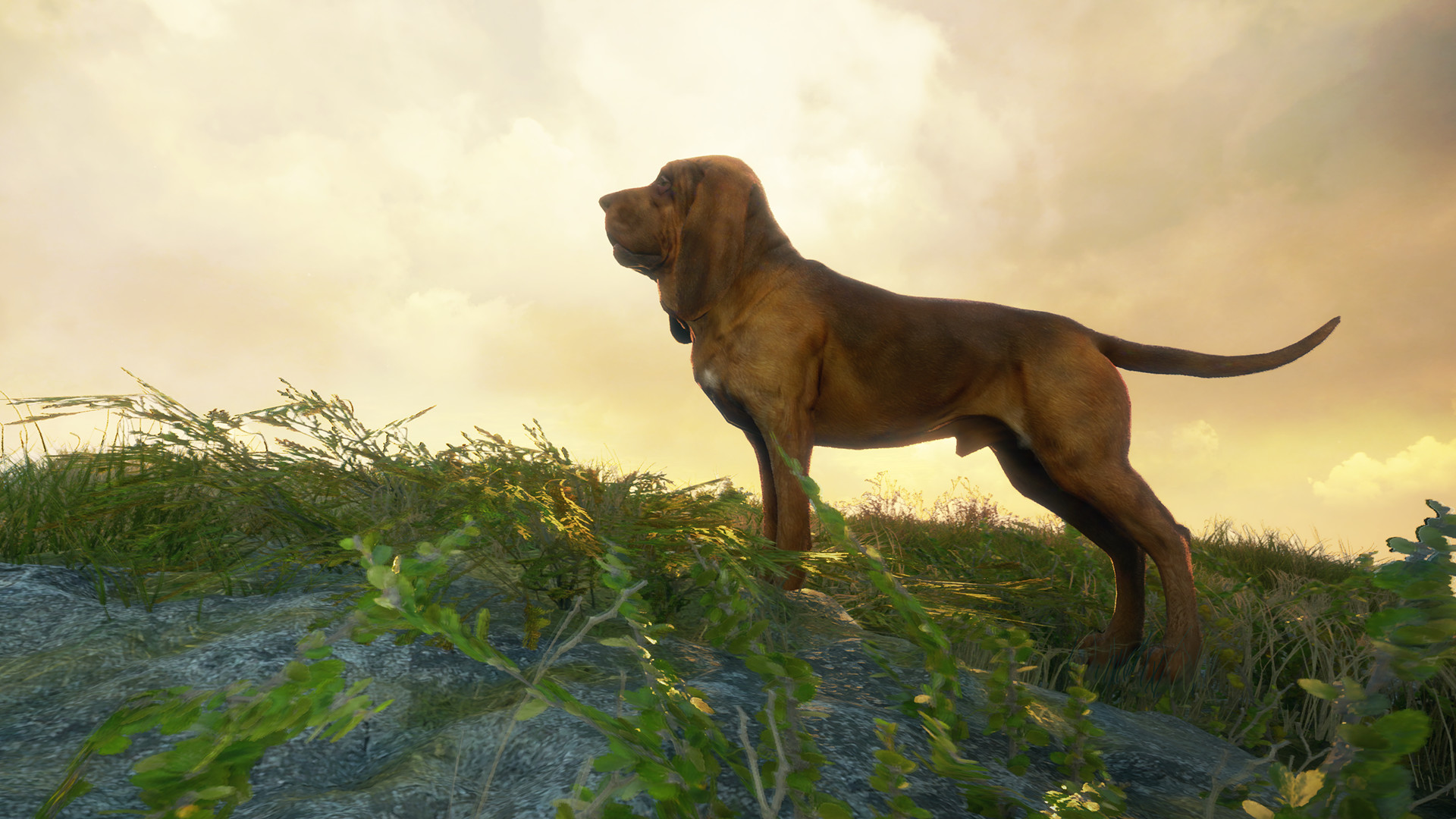theHunter: Call of the Wild - Bloodhound DLC Steam Altergift, $5.64